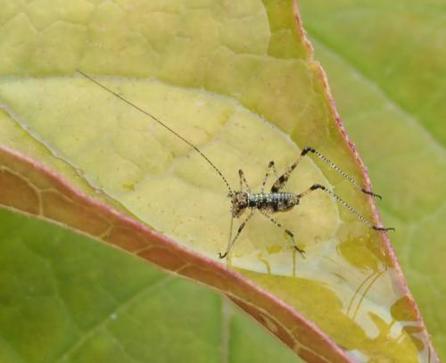 Réf. 233 135 : Phaneroptera sp.